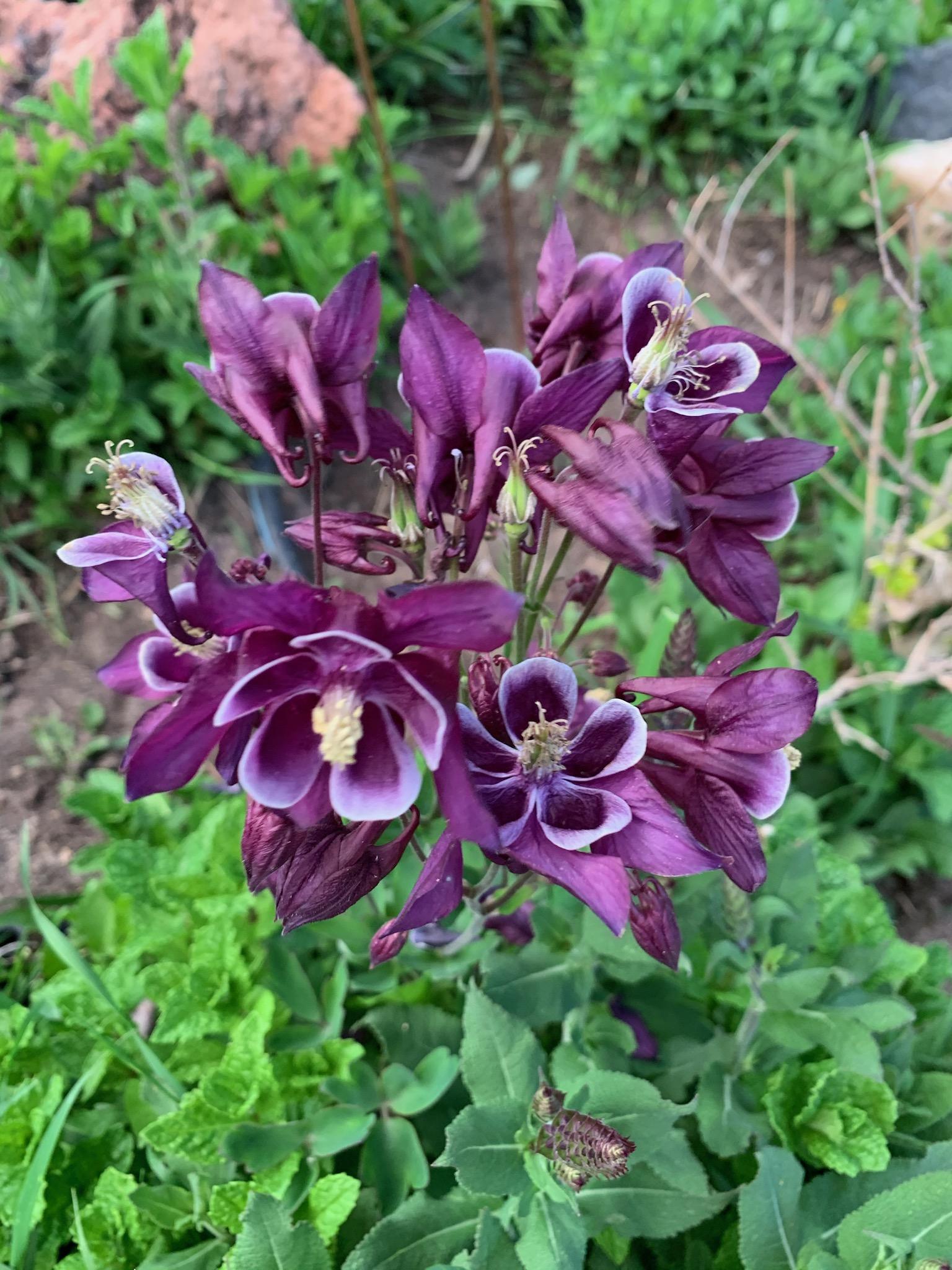 Purple Flower Notecard